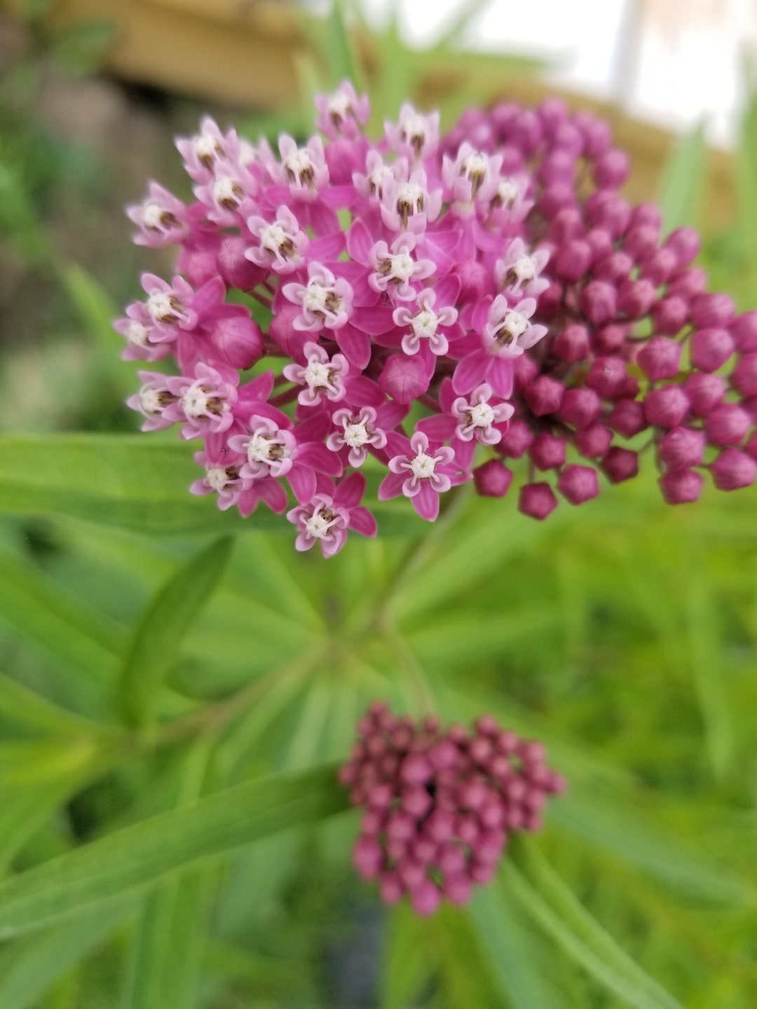 Swamp Milkweed Seeds Asclepias Incarnata Monarch Butterfly - Etsy