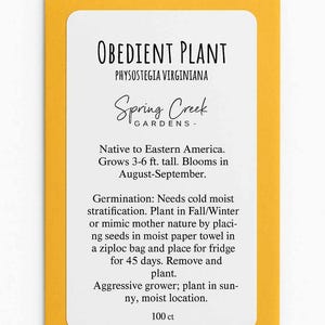 Obedient Plant, Native Seed, Physostegia virginiana, False Dragonhead, Virginia Lions Heart