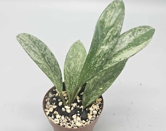 その他観葉植物 Hoya Glabra Alex Hoya glabra - Etsy 日本