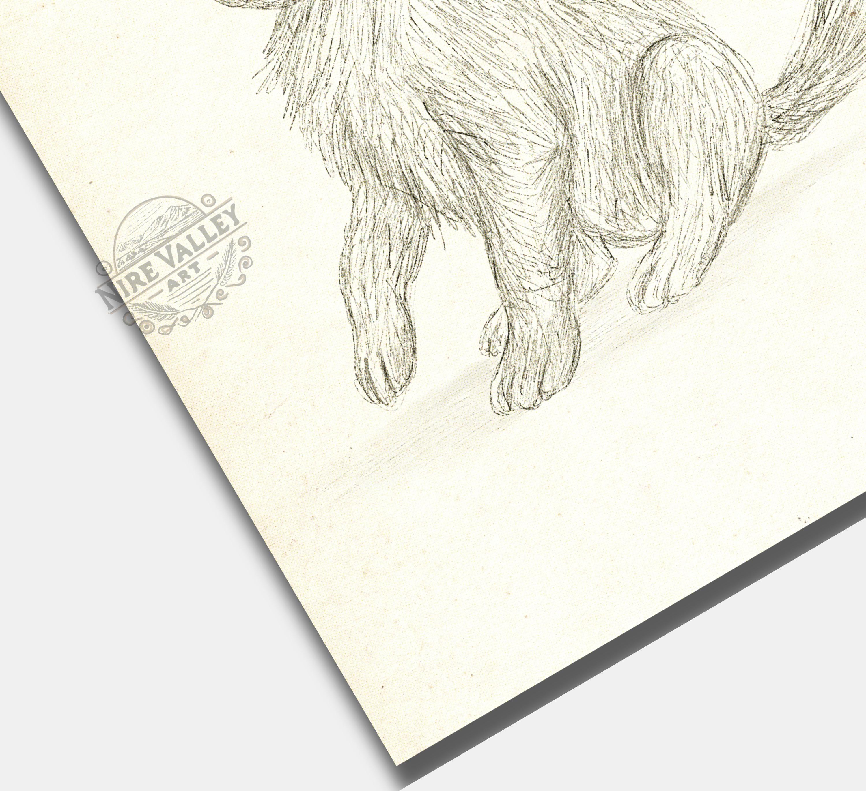 犬の絵 鉛筆画「レトリバーの子犬」 【公式通販】