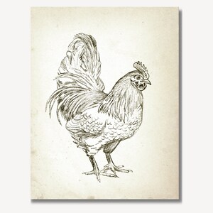 Puede incluir: Un dibujo a l&aacute;piz en blanco y negro de un gallo con una cresta y barbillas detalladas. El gallo est&aacute; de pie con las plumas de la cola extendidas detr&aacute;s de &eacute;l.
