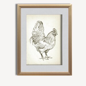 Puede incluir: Un dibujo en blanco y negro enmarcado de un gallo con la cabeza girada hacia la derecha. El gallo est&aacute; de pie sobre un fondo blanco.