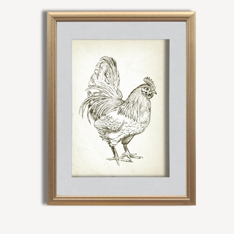 Puede incluir: Un dibujo en blanco y negro enmarcado de un gallo con la cabeza girada hacia la derecha. El gallo est&aacute; de pie sobre un fondo blanco.