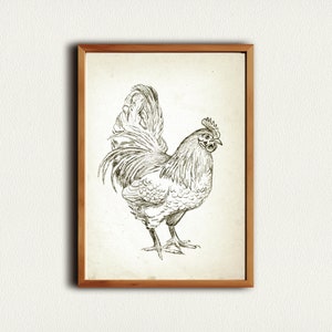 Puede incluir: Un dibujo en blanco y negro de un gallo con la cabeza girada hacia la derecha. El gallo est&aacute; de pie sobre un fondo blanco.