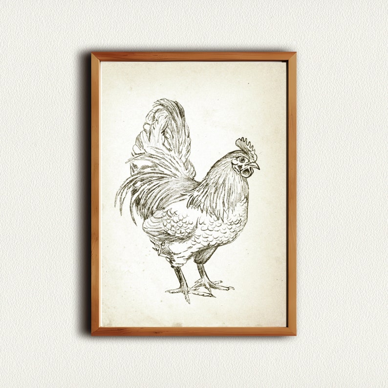 Puede incluir: Un dibujo en blanco y negro de un gallo con la cabeza girada hacia la derecha. El gallo est&aacute; de pie sobre un fondo blanco.