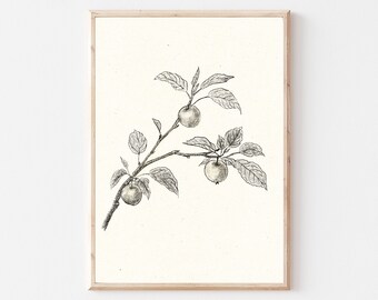 Vintage Botanical Gallery Wall PRINTABLE | Neutral farmhouse Kitchen Sketch Art | Apple Tree Branch