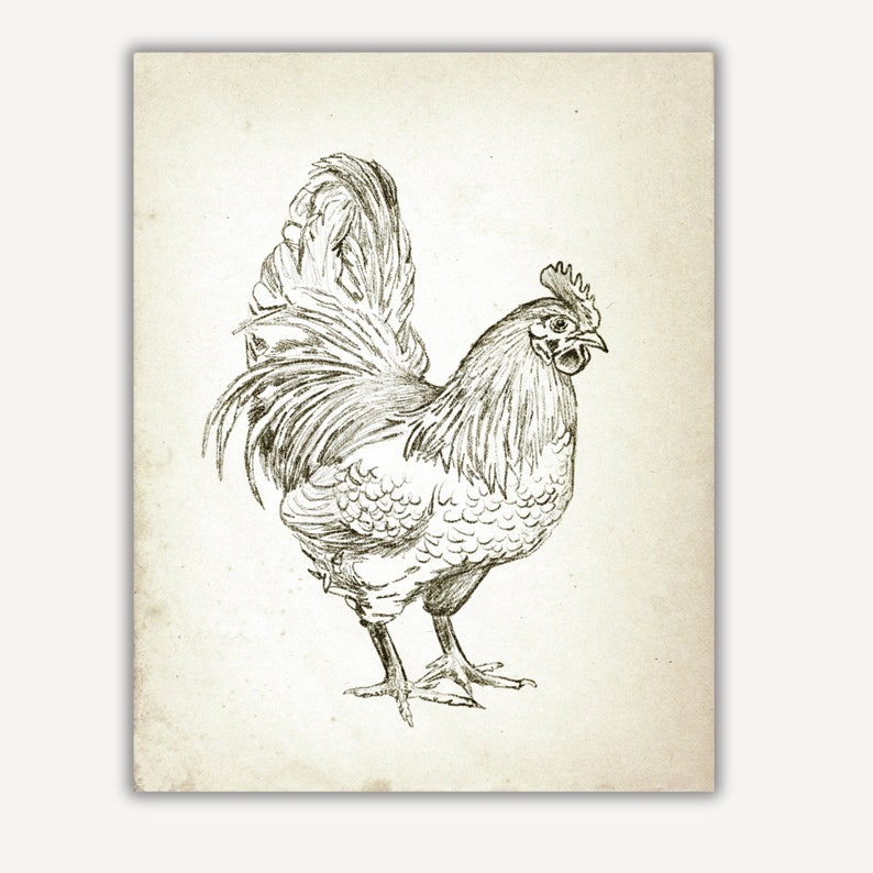 Puede incluir: Un dibujo en blanco y negro de un gallo con una cresta y barbillas detalladas. El gallo est&aacute; de pie con las plumas de la cola extendidas.