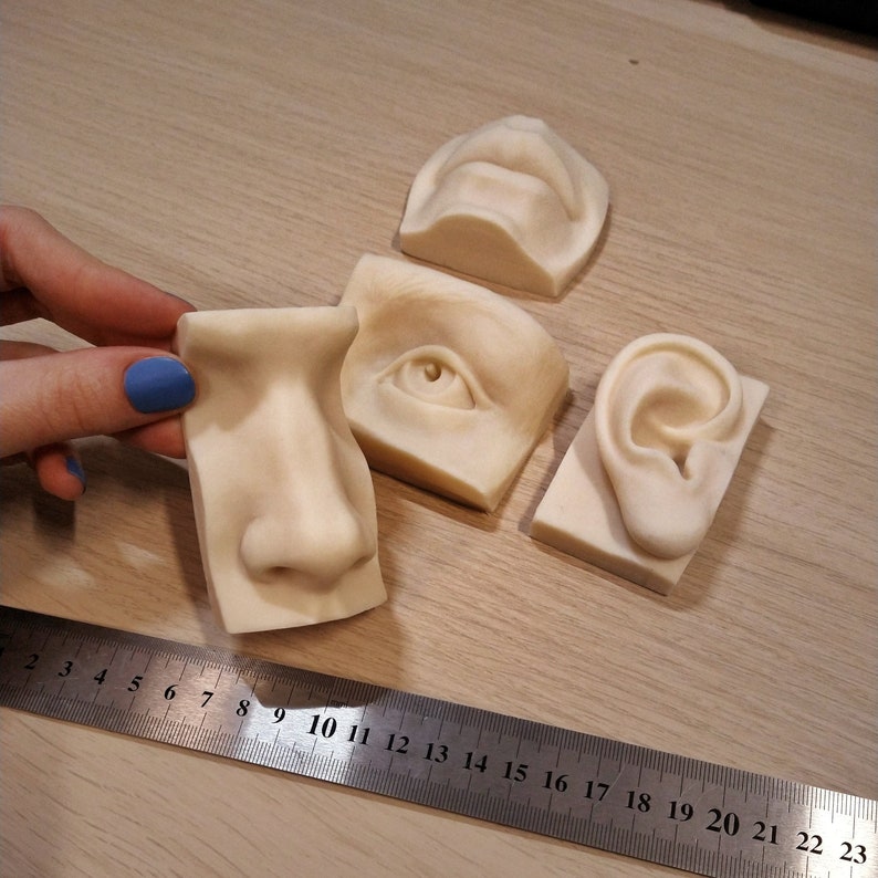 Anatomy References Facial Features Nose Ear Mouth and Eye - Etsy