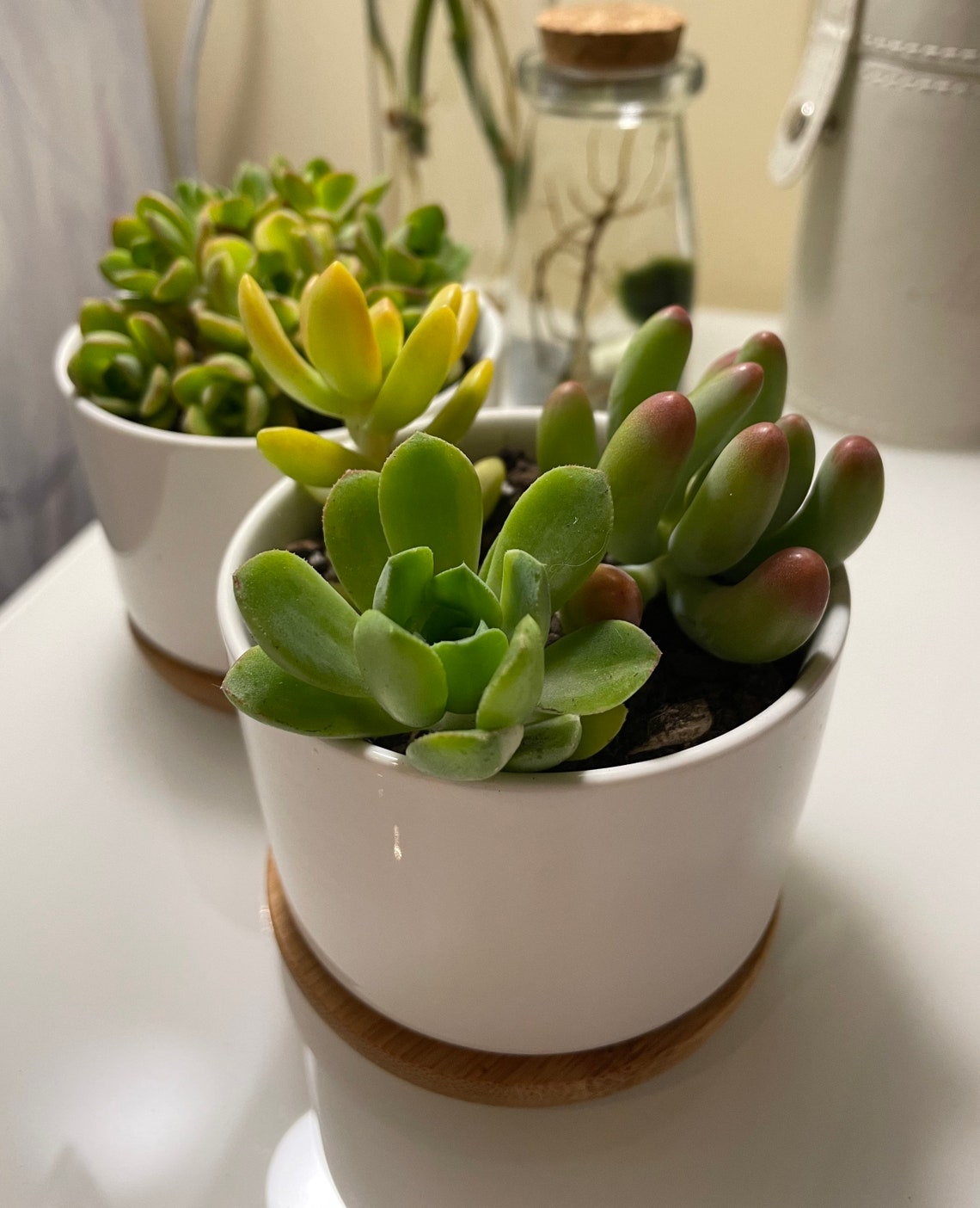 Succulent in Minimalist Ceramic Pot w/ Bamboo Tray Comes