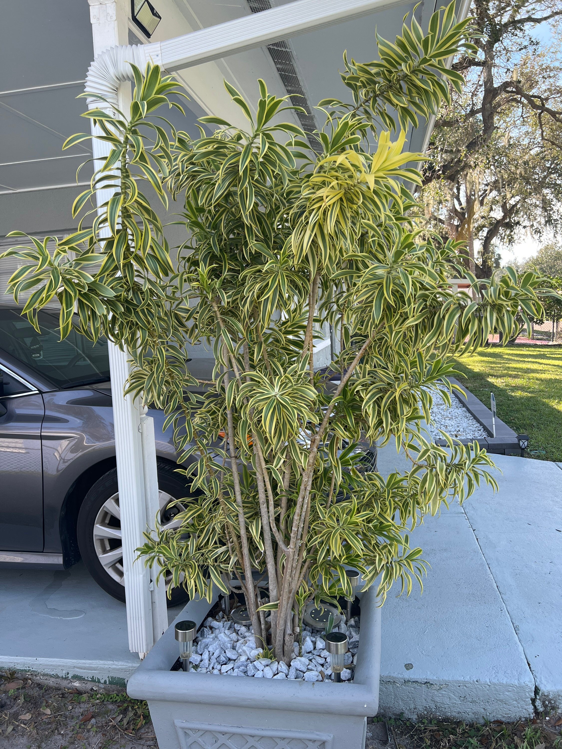 Song Of India Dracena