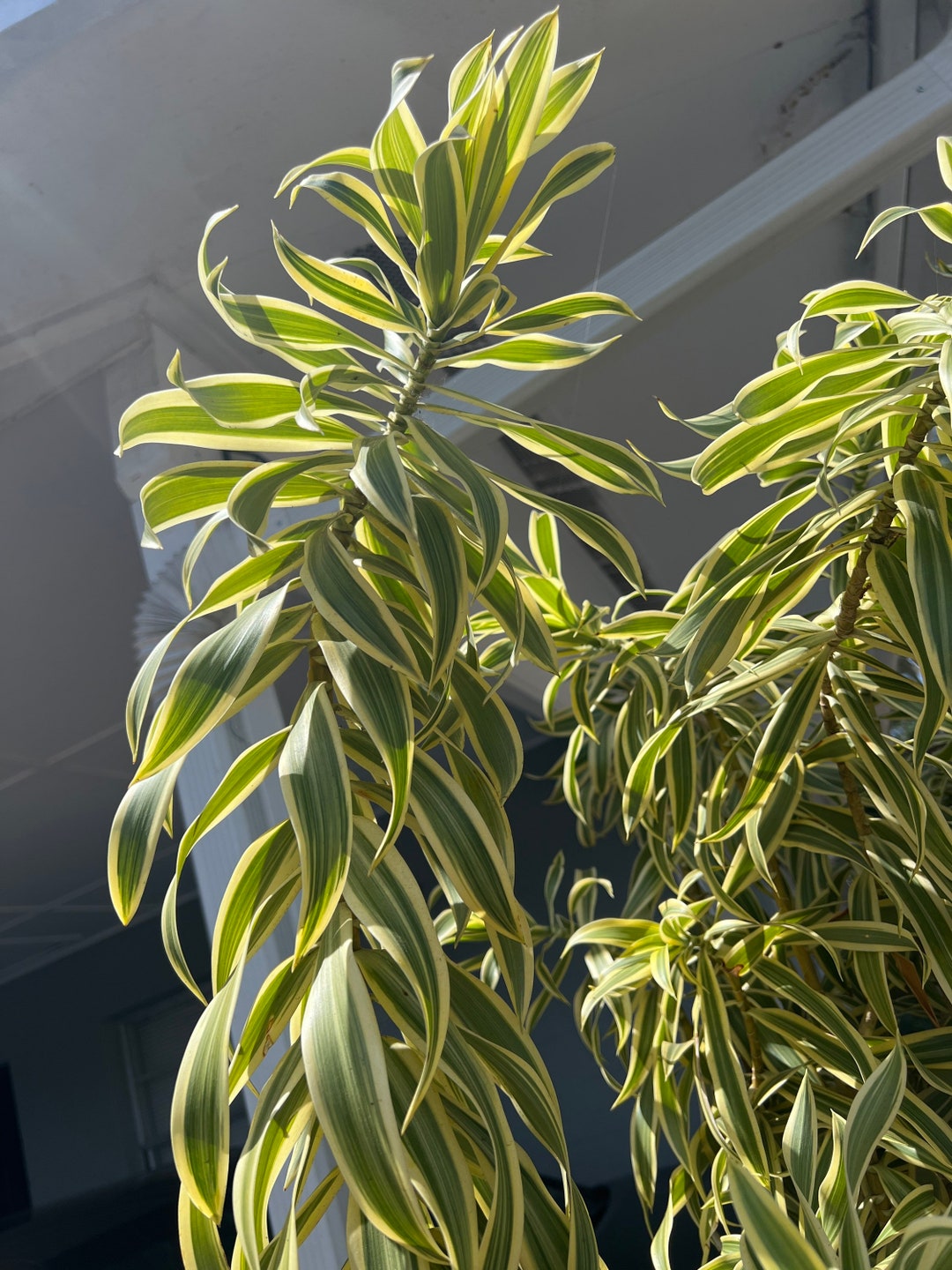Dracena Reflexa Song Of India