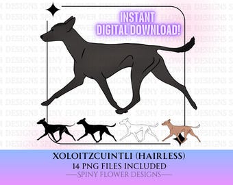 Xoloitzcuintli Dog Trotting Gaiting Digital Download Clipart PNG file
