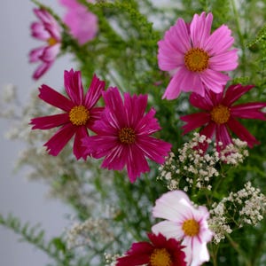 Puede incluir: Un vibrante ramo de flores de cosmos en tonos rosa y magenta, con centros amarillos. Las flores están rodeadas de follaje verde y pequeñas flores blancas, creando un arreglo colorido y natural.