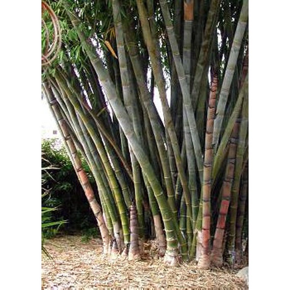 Bamboo Waya, 20 fruchtbare Samen, Ernte 2025, Dendrocalamus menbranaceus,  Superform, trockenheitstolerant. - Etsy.de