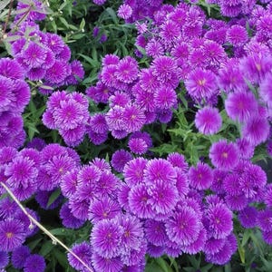 Aster Novi Belgi Purple Rain (flores da chuva roxa) - 50 sementes frescas com alta germinação.