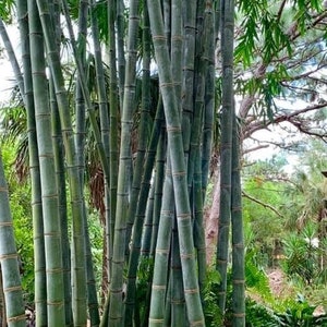 Bamboo Giganteus Dendrocalamus Asper S2 Drago 20 seeds harvested May 2023. More Guide for excellent bamboo germination image 1