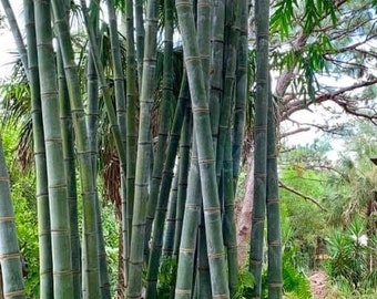 Bambus Giganteus Dendrocalamus Asper S2 Drago 20 Samen, geerntet im Mai 2023. Weitere Anleitungen für eine hervorragende Bambuskeimung