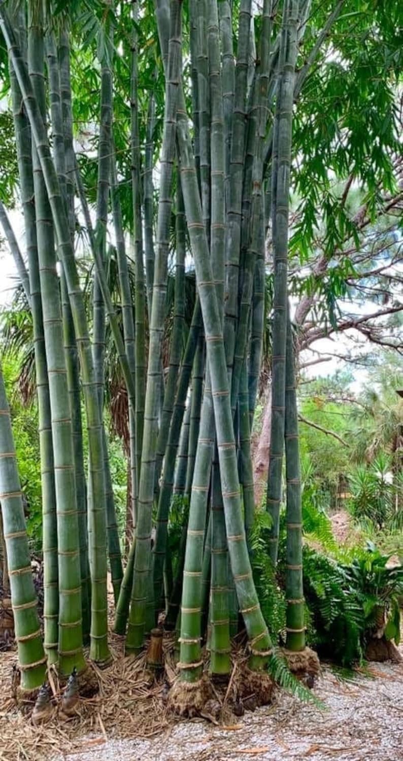 Bamboo Giganteus Dendrocalamus Asper S2 Drago 20 seeds harvested May 2023. More Guide for excellent bamboo germination image 1