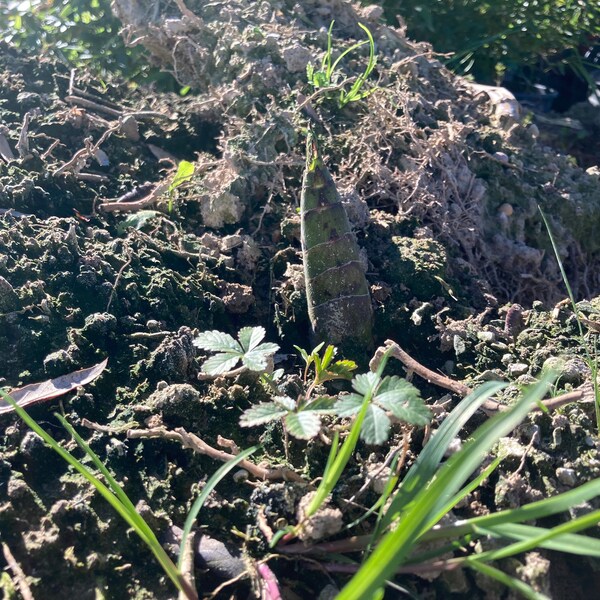 Moso Giganteus Two adult rhizomes in root ball with strong root system. Super giant cultivar of Phillostachys Edulis Moso