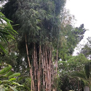 Trisostachys siamensis Bamboo, Ice Bamboo, Garden, 10 Seeds Plus an excellent bamboo planting guide