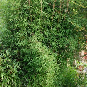 Può includere: Un denso gruppo di piante di bambù verde che crescono in un giardino. I fusti di bambù sono sottili e hanno un colore marrone chiaro. Le foglie sono lunghe e strette e sono di un colore verde brillante.