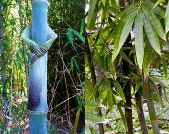 Bambusa Tulda Bamboo, Giganteus 10 seeds Harvest 05/2023 Plus planting guide for excellent bamboo germination