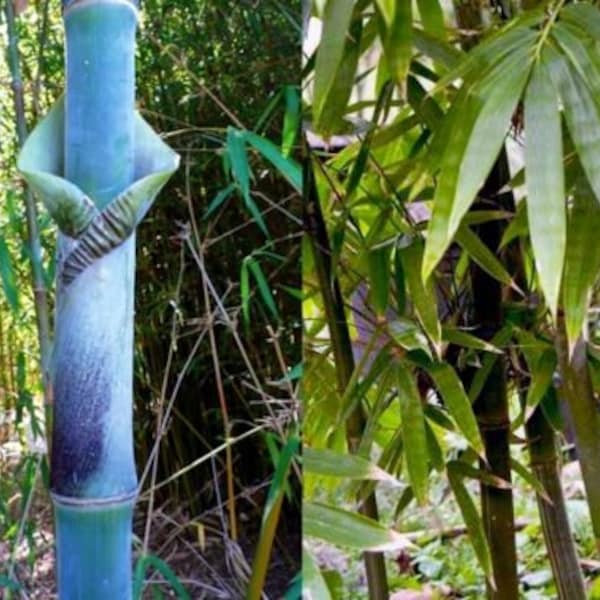 Bambusa Tulda Bamboo, Giganteus 10 seeds Harvest 05/2023 Plus planting guide for excellent bamboo germination