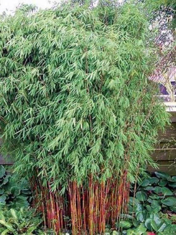 Bamboo Fargesia Una piante, bambu non invasivo da giardino ,Tip Top -  Etsy.de