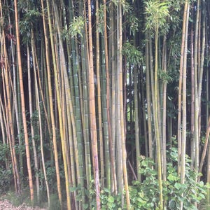 Bambou 25 graines de, Madake Phillostachys, Bambusoides, Bambu, bois japonais, bambu