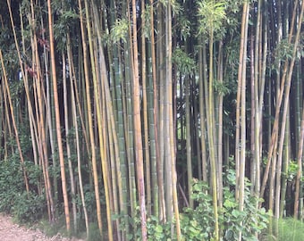 Bamboo 25 Seeds,Madake Phillostachys,Bambusoides ,Japanese timber,bamboo