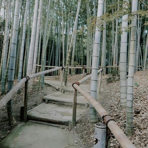 Bambu 20 Semi Fertili  di,Dendrocalamus Menbranaceus,Bamboo ,non invasivo Resistente Alla Siccita legno da costruzione