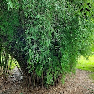 25 Semi,Raccolto 2024,di Fargesia  Angustissima Bamboo ,Umbrella bambu non invasivo da giardino Freccia di bambu Iron Wood