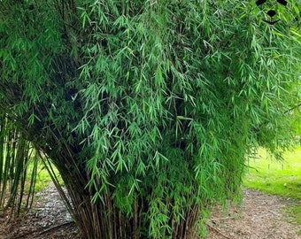 Cosecha 2025, Fargesia Angustissima, 25 semillas, bambú de jardín no invasivo, madera de hierro flecha.