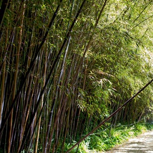 Semi,,Seed 10 pezzi,Trisostachys siamensis Bamboo,ice bamboo ,Garden,Nuovo Raccolto 2024. Più  una eccellente guida alla semina del bambù