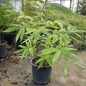 Dendrocalamus Asper S2 Dragon Bamboo Jättebambu, Jätten, 1 vuxen planta 70/100 centimeter