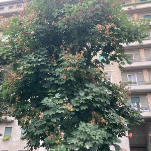 Può includere: Un albero di grandi dimensioni con foglie verdi e grappoli di semi marroni. L'albero si trova di fronte a un edificio a più piani con finestre e balconi. Due scooter sono parcheggiati nelle vicinanze.
