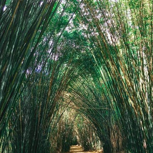 Bambusa Tulda Bamboo,Giganteus  10 semi Raccolto 05/2024 Piu guida alla semina per una eccellente germinazione del bambù