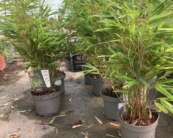 2 Fargesia Nitida 'blue Fountain' Hardy Clumping Live Bamboo Plants for  Hedge or Specimen - Etsy Denmark