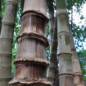 Bamboo Dendrocalamus Asper,S1 Lucky bambu,15 Semi più Guida per una eccellente germinazione,