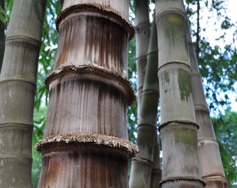 Bambus Dendrocalamus Asper,S1 Glcksbambus, 15 Samen plus Anleitung fr  optimale Keimung - Etsy.de