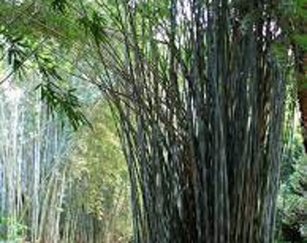 Bambusa Tulda Bamboo, Giant, Bamboo 100 seeds Harvest 05/2023 Plus sowing guide for excellent germination