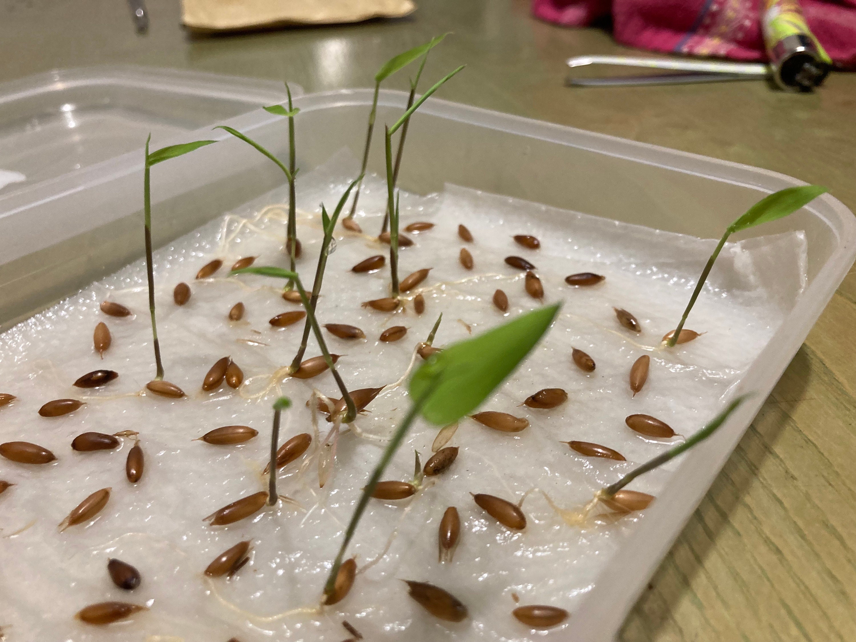 Bamboo Phillostachys Edulis, Moso, 300 Fresh Seeds, More Guide for  Excellent Germination, Vegetable Seeds - Etsy Israel