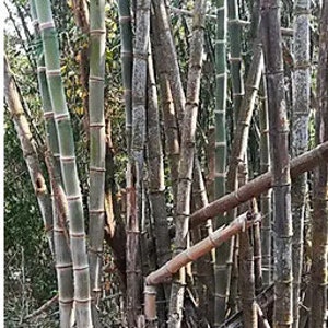 Bamboo Giganteus Dendrocalamus Asper S2 Drago 20 seeds harvested May 2023. More Guide for excellent bamboo germination image 2