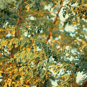 40 Graines de Moringa Oleifera, Qualité garantie,