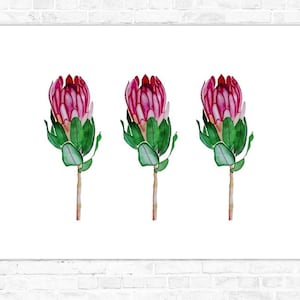 Puede incluir: Pintura a la acuarela de tres flores de protea. Las flores tienen pétalos de color rosa intenso y hojas verdes, sobre un fondo blanco. Los tallos son de color marrón claro. La obra de arte se muestra sobre un lienzo rectangular blanco.