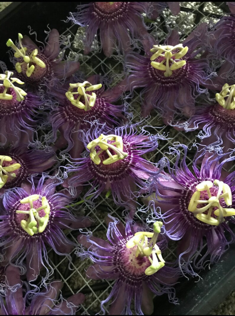 Dried Passion Flowers Free Shipping Dried Herbs for Tea Etsy