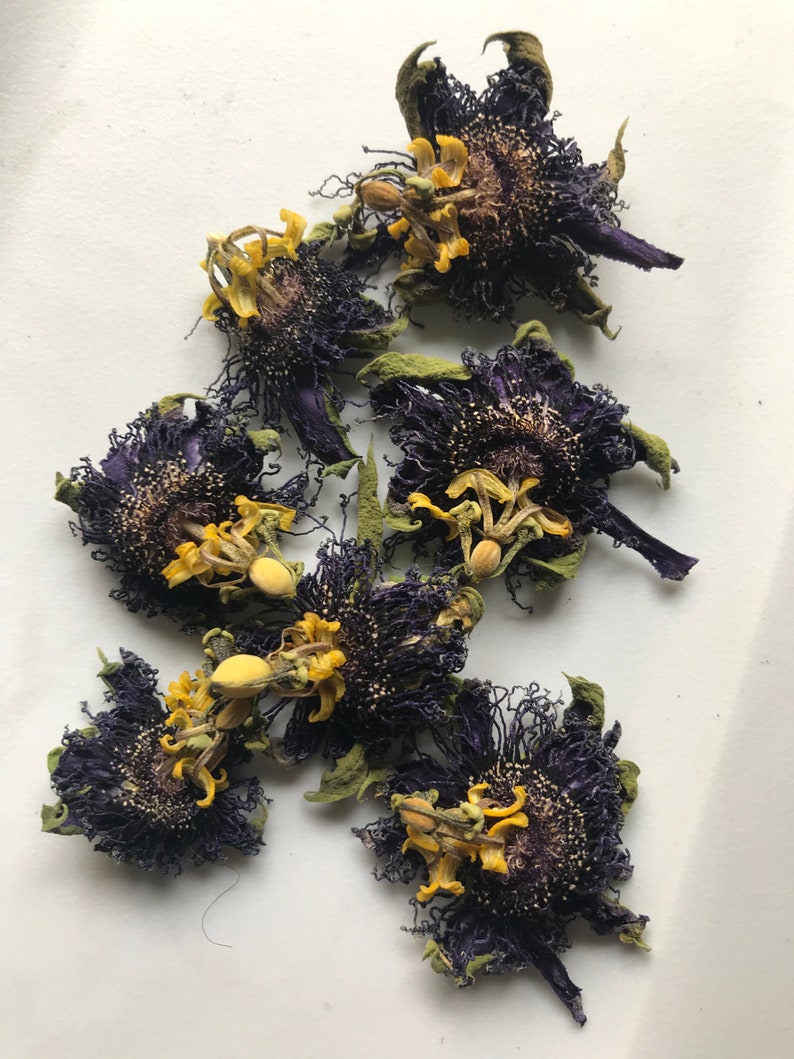 Dried Passion Flowers Free Shipping Dried Herbs for Tea Etsy