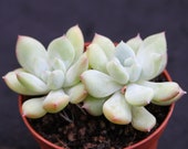 Echeveria Cherry Rose Double head (체리로즈) - Rare Succulent Imported from Korea (9116-2)