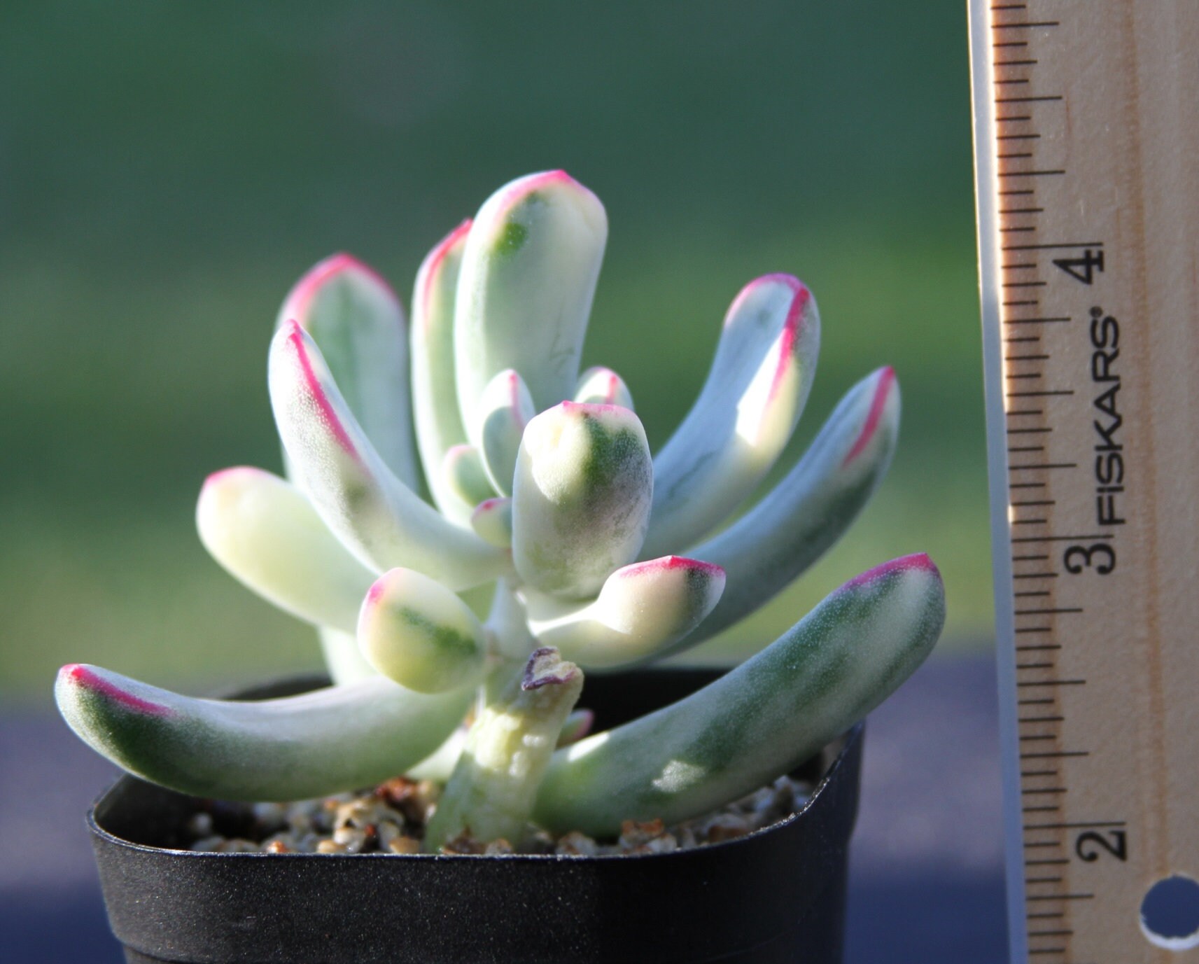 Cotyledon orbiculata cv f. variegata Long leave ...