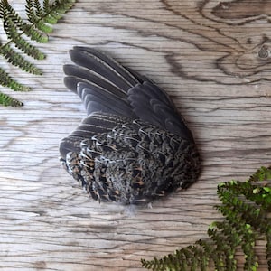 Peut inclure: Une aile d'oiseau avec des plumes gris foncé et marron, posée sur une surface en bois vieilli. Des frondes de fougères vertes encadrent l'aile, ajoutant un contraste naturel au grain du bois texturé. Les détails de l'aile sont visibles.